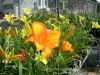 16 perennials daylily