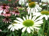 flowers white coneflower