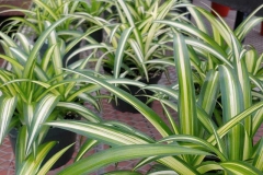 spider-plants