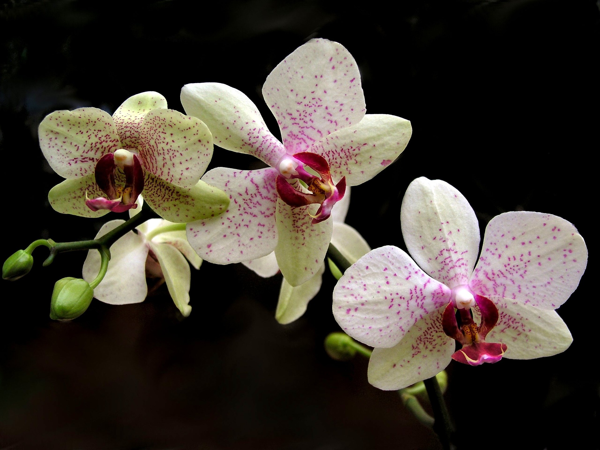 Фото Орхидеи