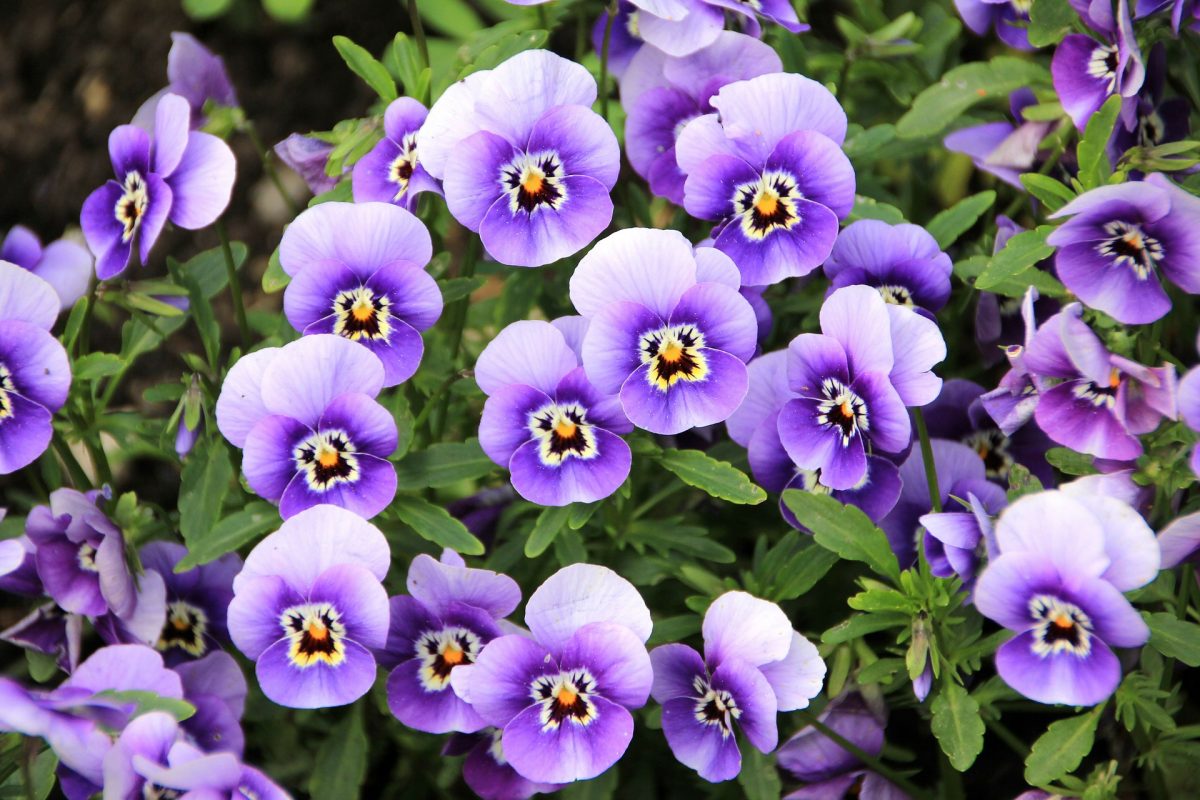 It's Tiмe To Plant Pansies! - 16 Acres Garden Center